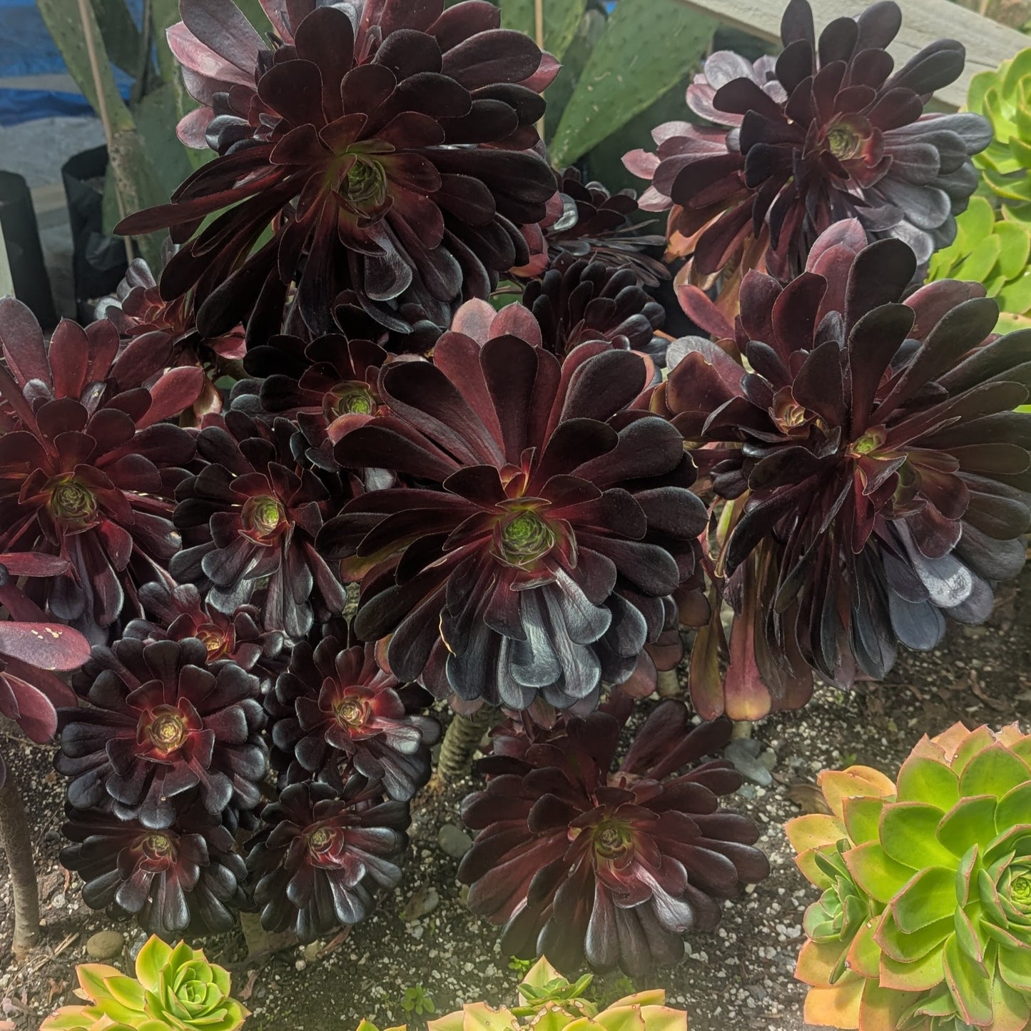 black succulent plant nz Aeonium Arboreum Zwartkop