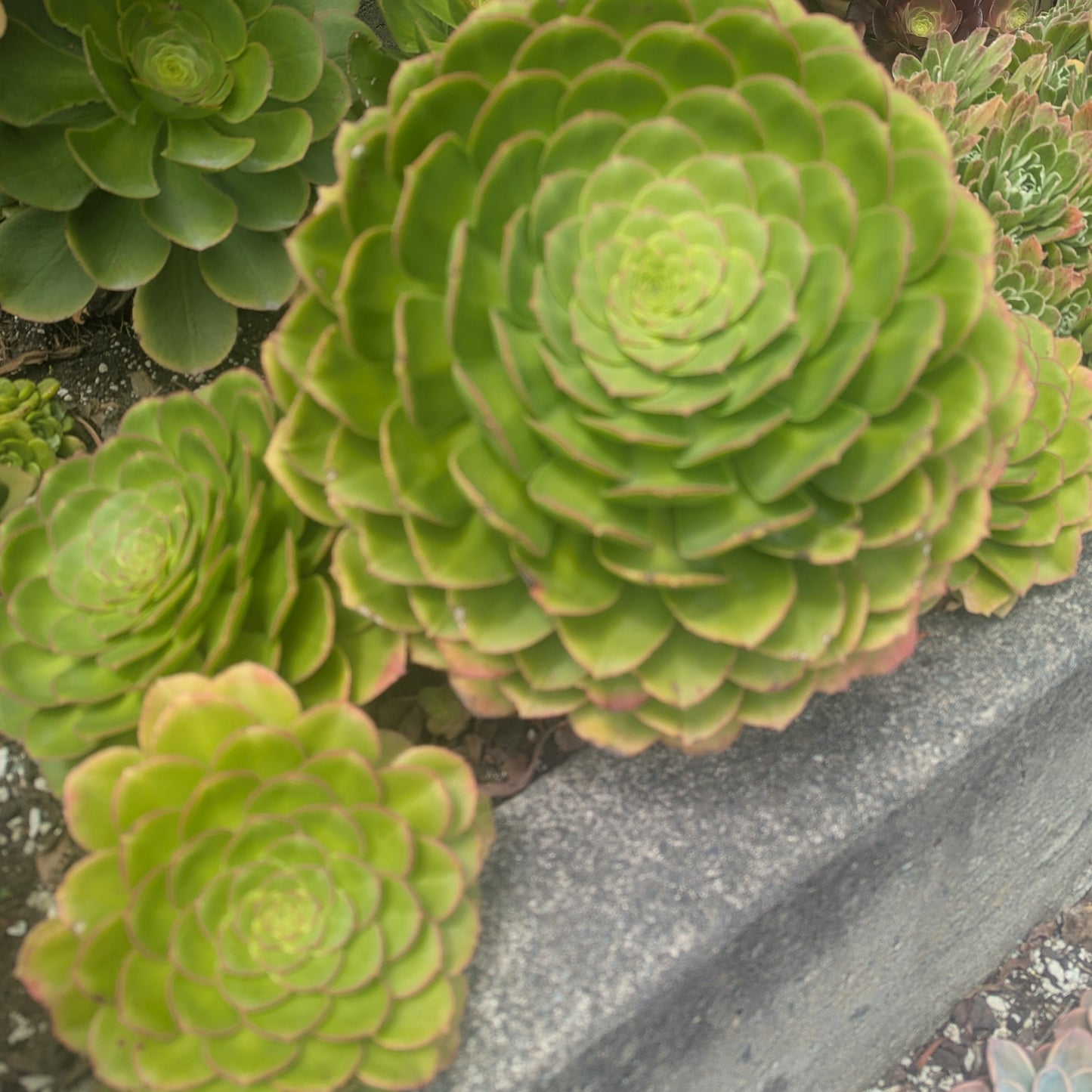 Aeonium Tabuliforme | Dinner Plate Aeonium | Saucer Plant