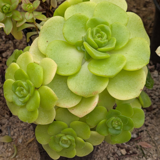 Aeonium Lily Pad