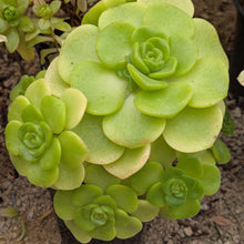 Load image into Gallery viewer, Aeonium Lily Pad
