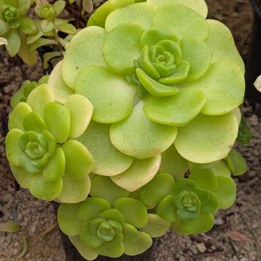 Aeonium Lily Pad