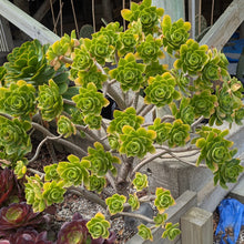 Load image into Gallery viewer, Aeonium Urbicum | Salad Bowl Aeonium

