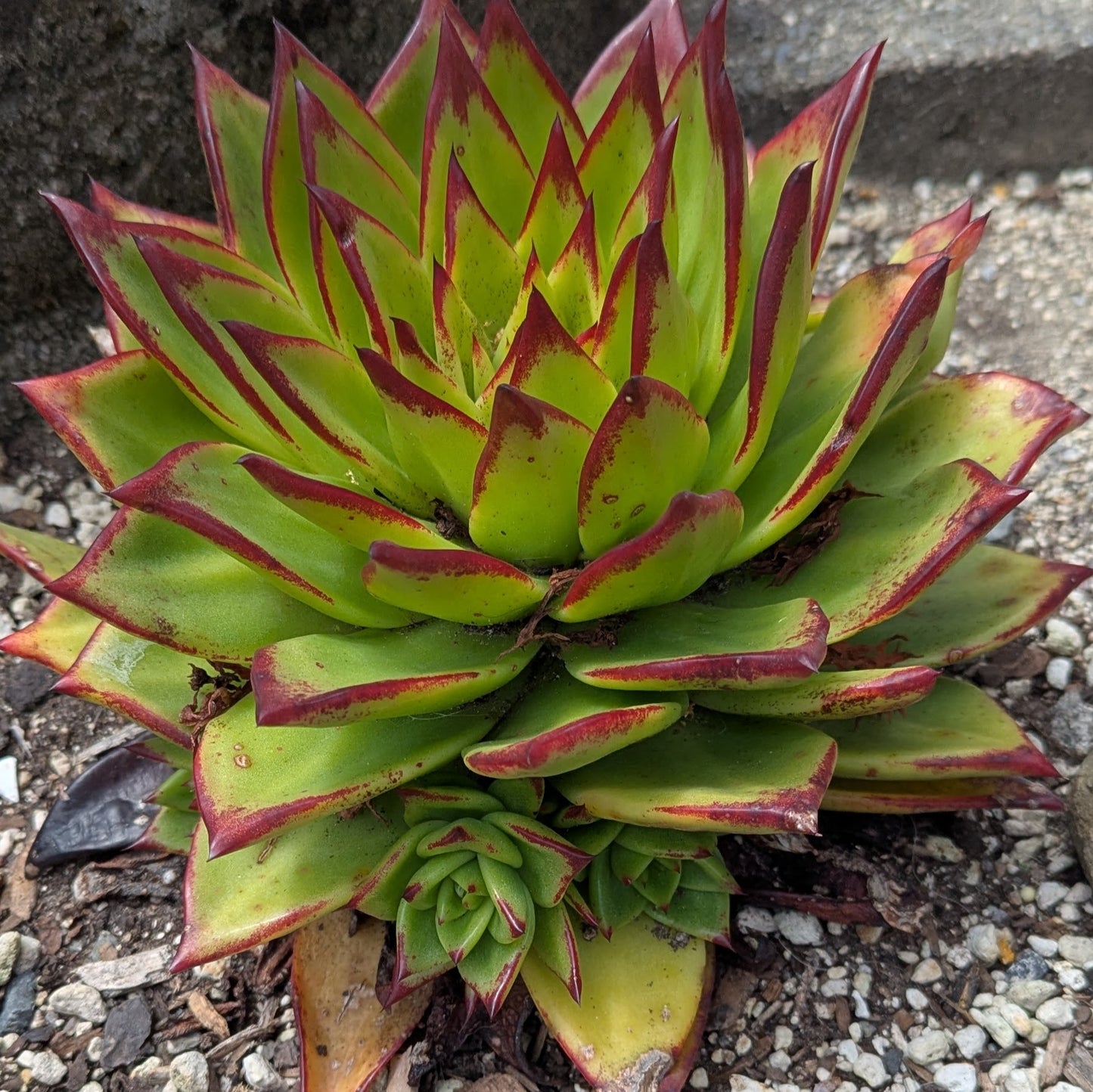Echeveria Agavoides Lipstick