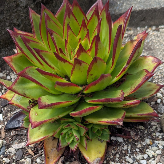 Echeveria Agavoides Lipstick