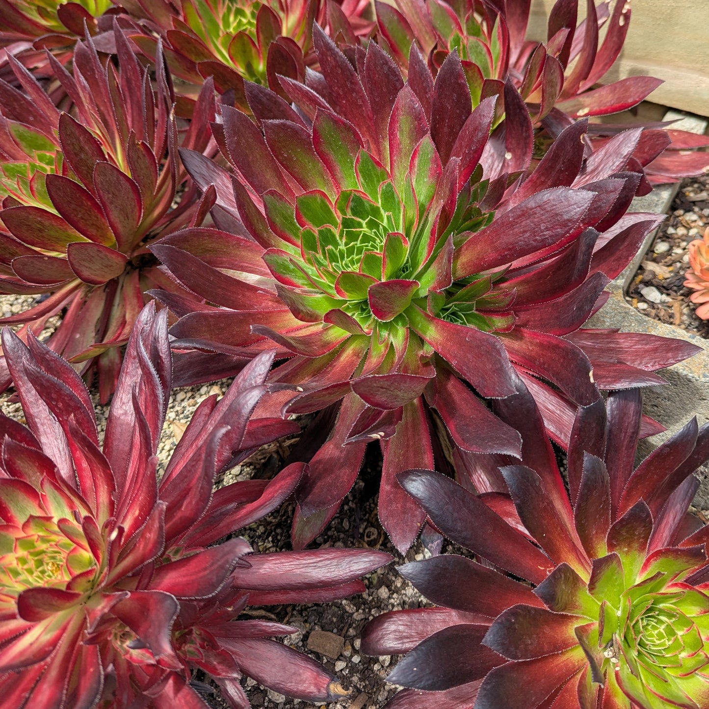 Aeonium Peacock