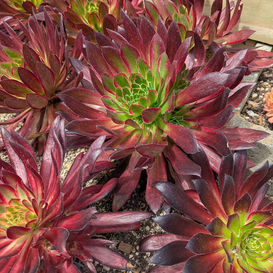 Aeonium Peacock
