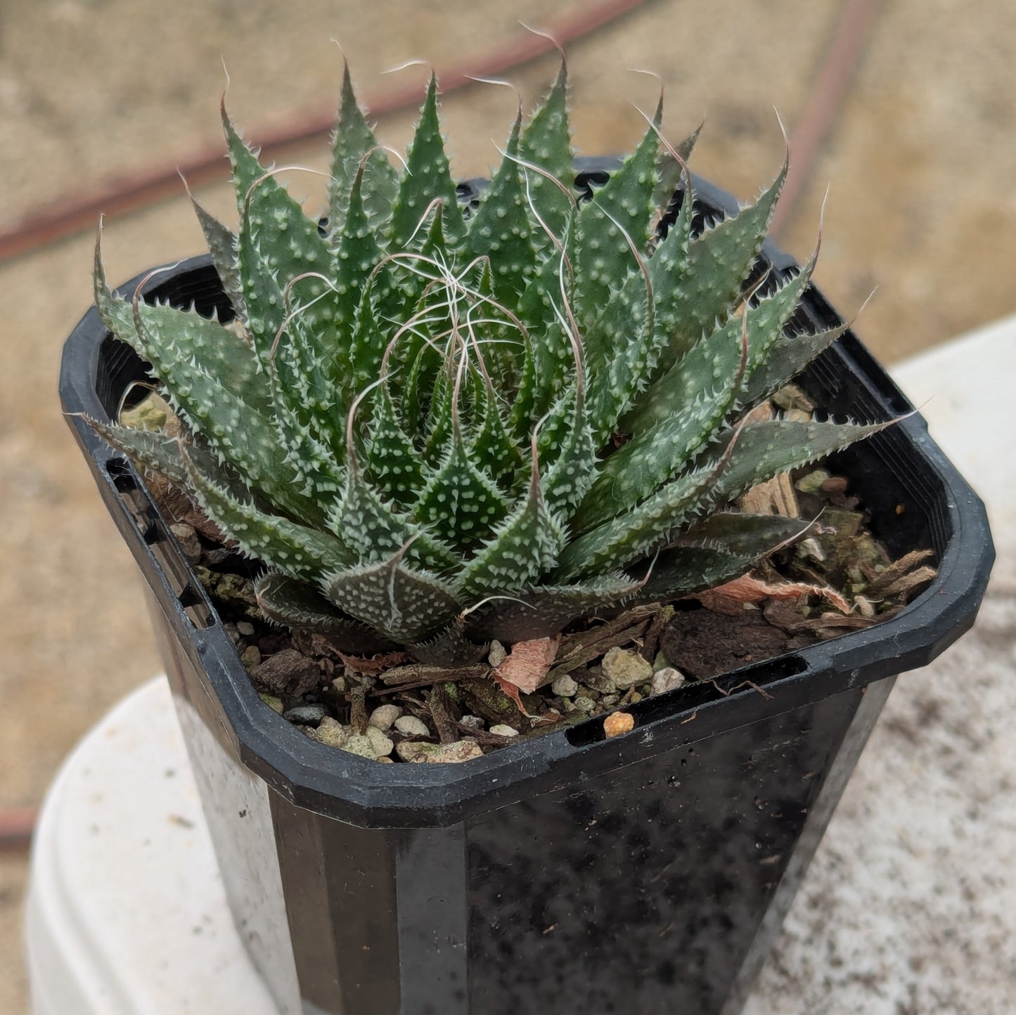 Aloe Aristata | Lace Aloe