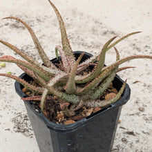 Load image into Gallery viewer, Aloe Bellatula
