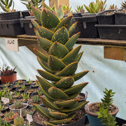 Aloe Distans | Golden Tooth Aloe