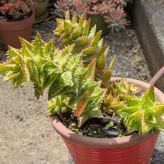 Aloe Juvenna | Tiger Tooth Aloe