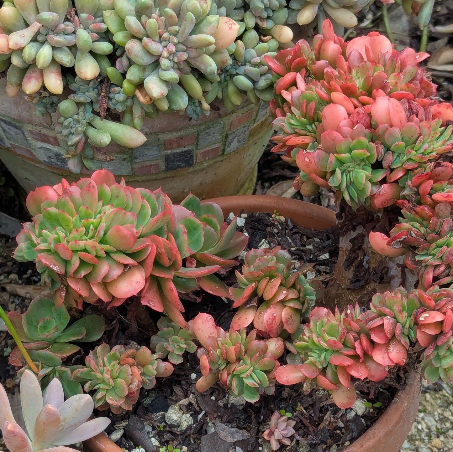 Echeveria Briar Rose Cristata
