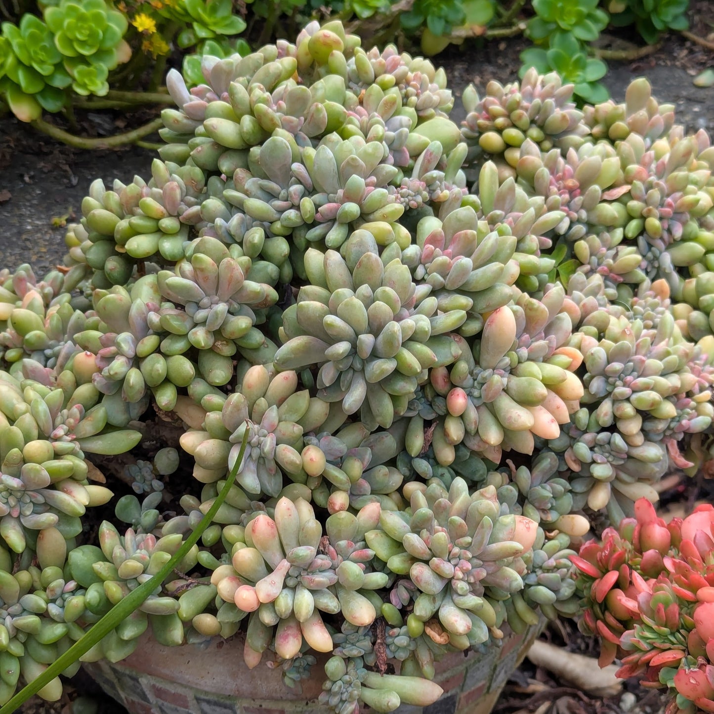 Pachyveria Clavifolia Christata