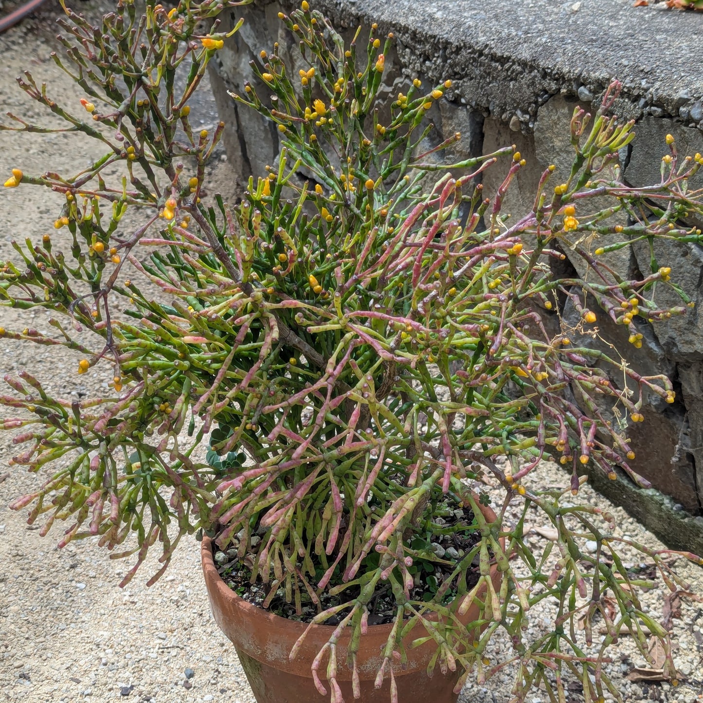 Hatiora Salicornoides | Dancing Bones Cactus