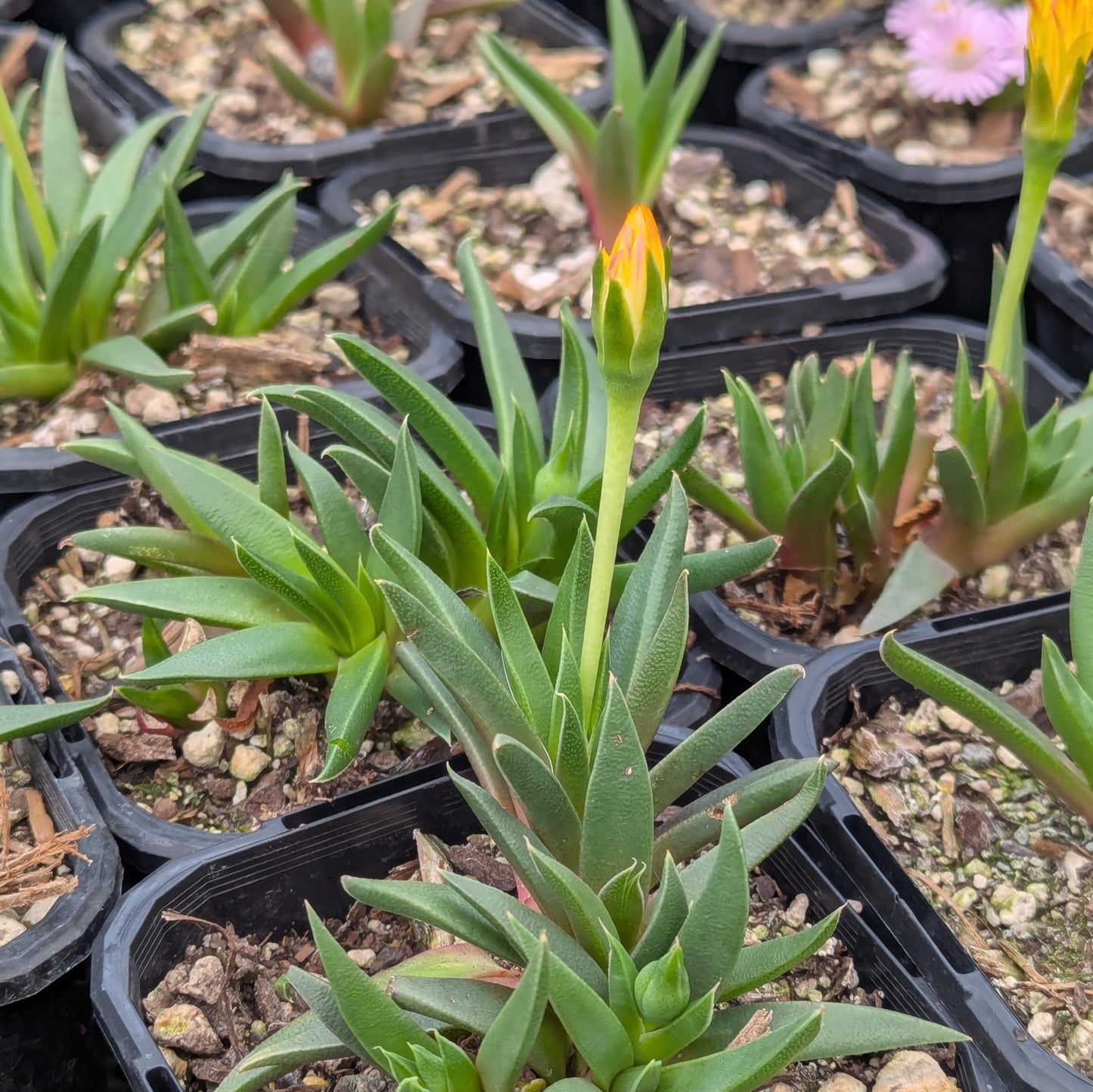 Bergeranthus Multiceps