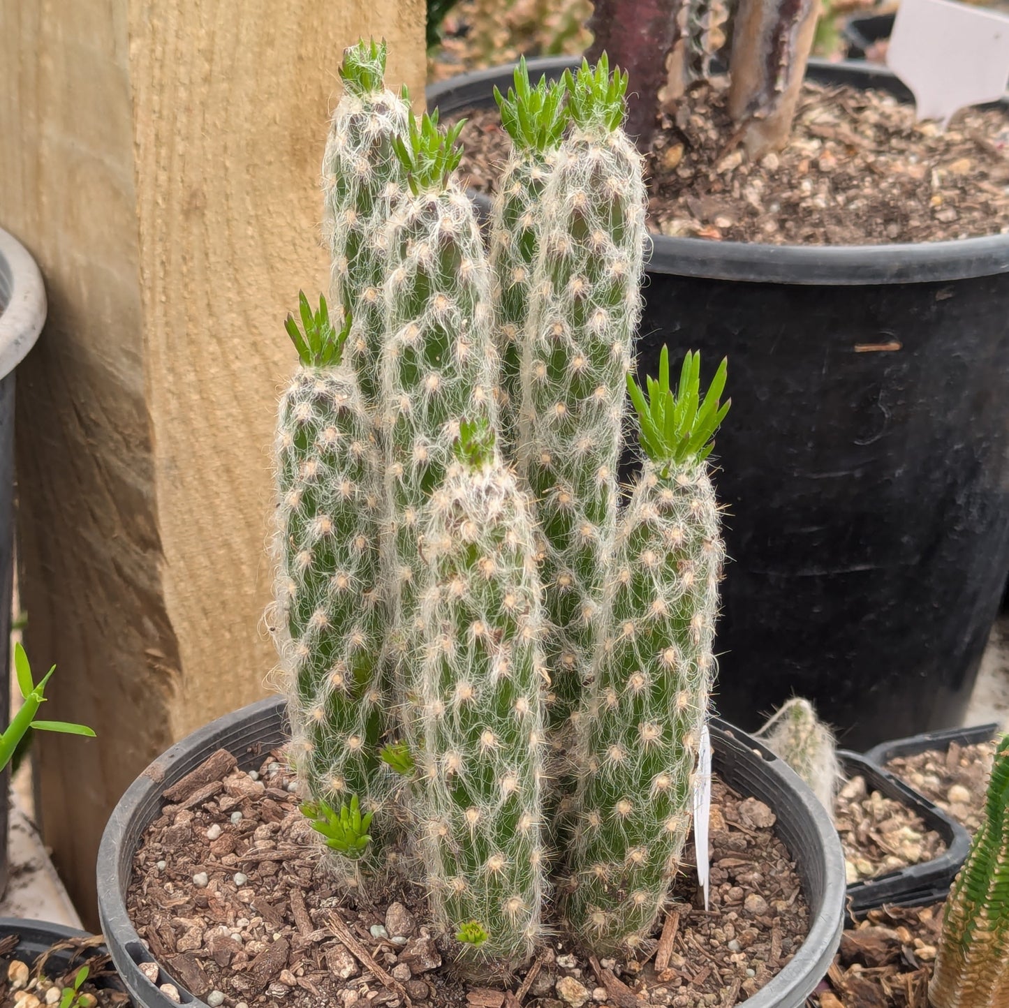 Austrocylindropuntia Vestita | Old Man Opuntia