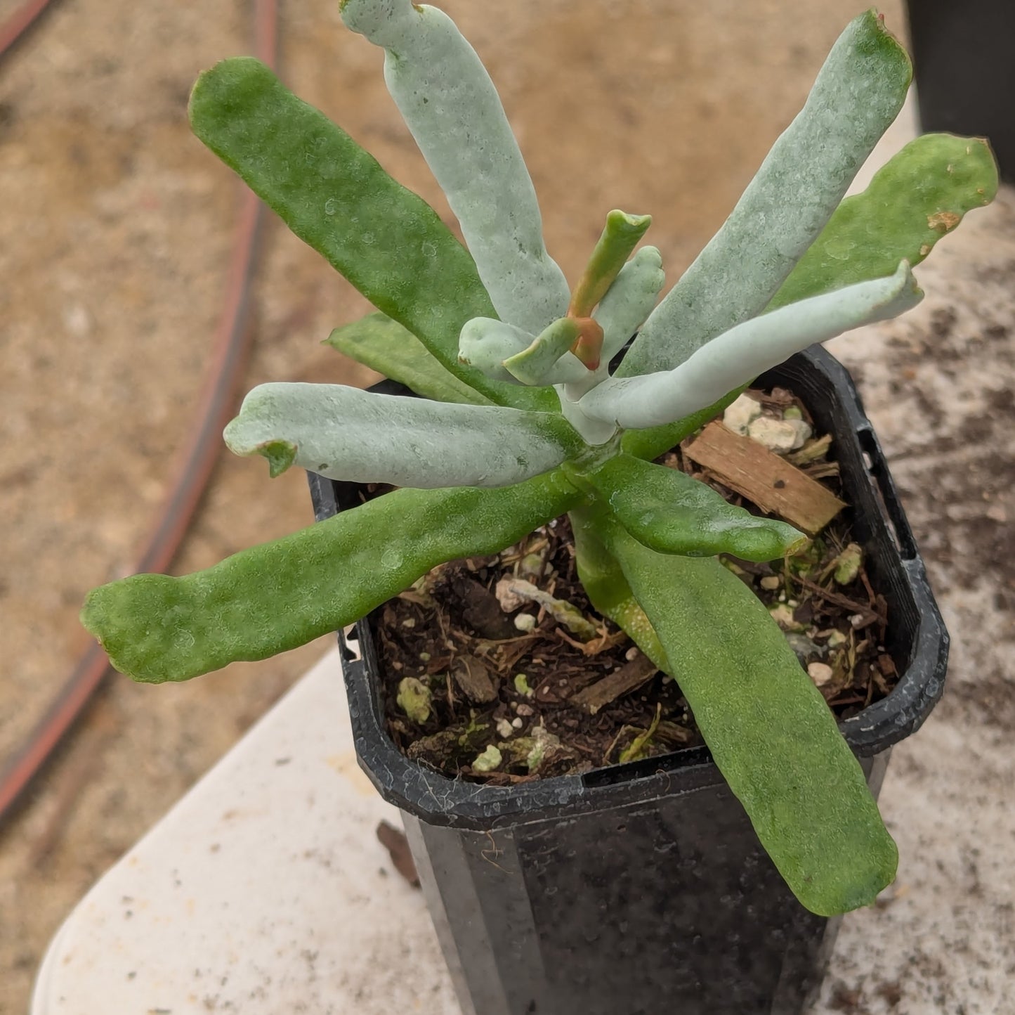 Cotyledon Jingle Bells
