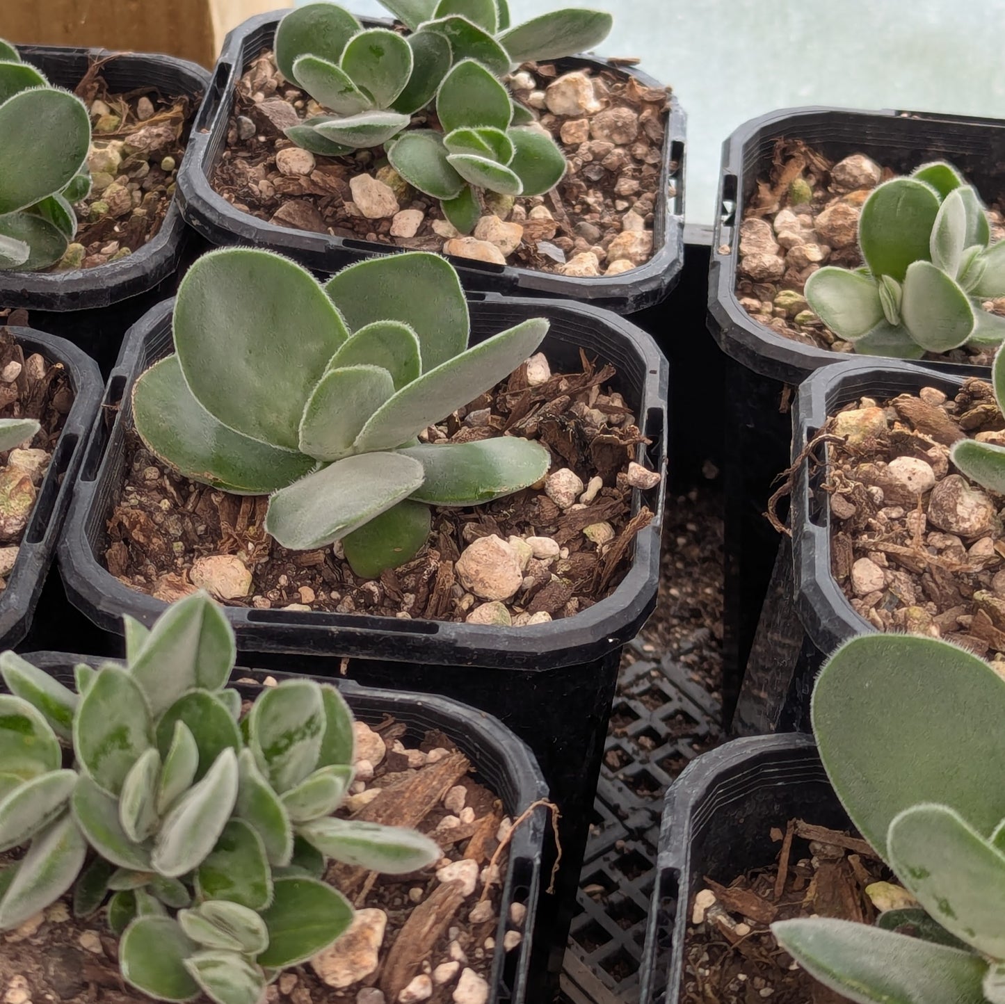 Cotyledon Mint Truffles