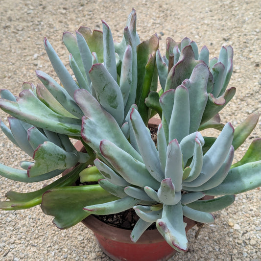 Cotyledon Orbiculata var. Oblonga | Flavida Fingers