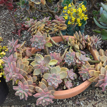 Load image into Gallery viewer, Graptopetalum Tricolor
