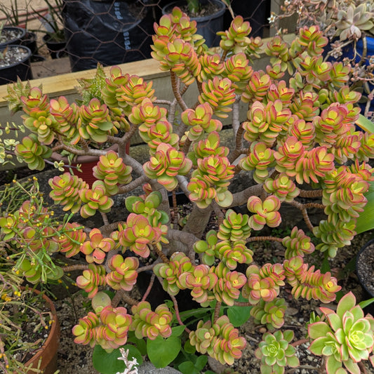Crassula Ovata Botany Bay