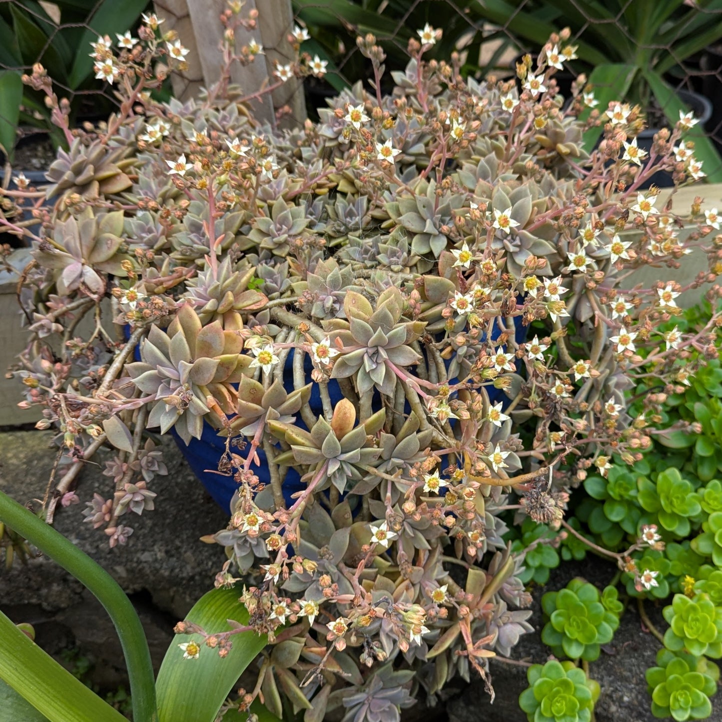 Graptopetalum Paraguayense | Ghost Plant