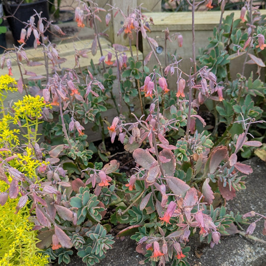 Kalanchoe Fedtschenkoi | Lavender Scallops