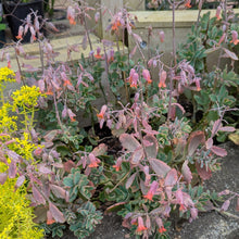Load image into Gallery viewer, Kalanchoe Fedtschenkoi | Lavender Scallops
