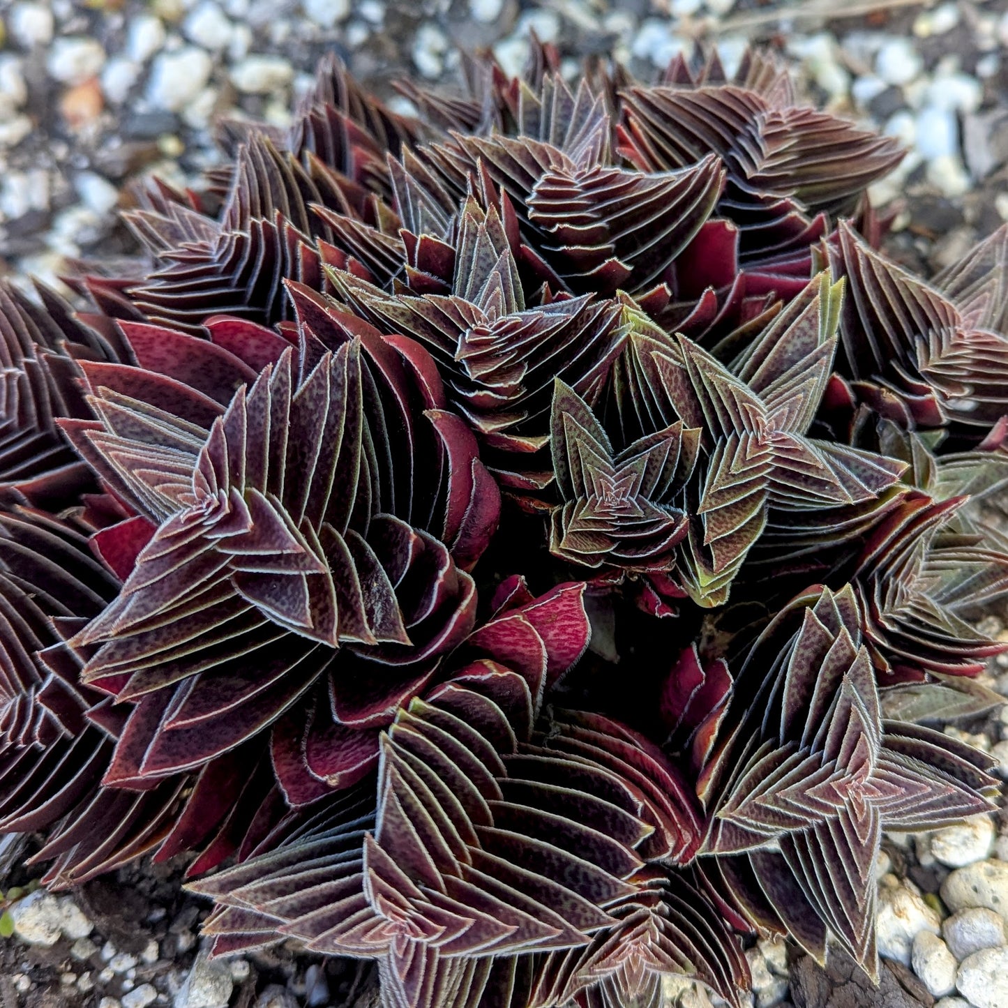 Crassula Capitella Subsp. Thyrsiflora | Pagoda Village