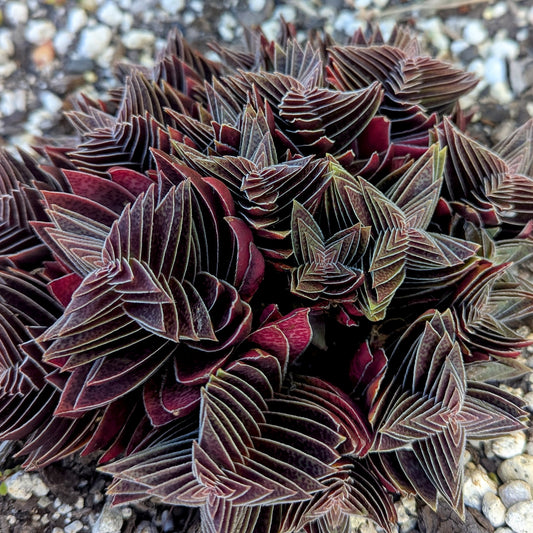 Crassula Capitella Subsp. Thyrsiflora | Pagoda Village