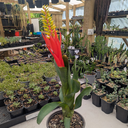 Bromeliad Aechmea Nudicaulis | Red Brazil