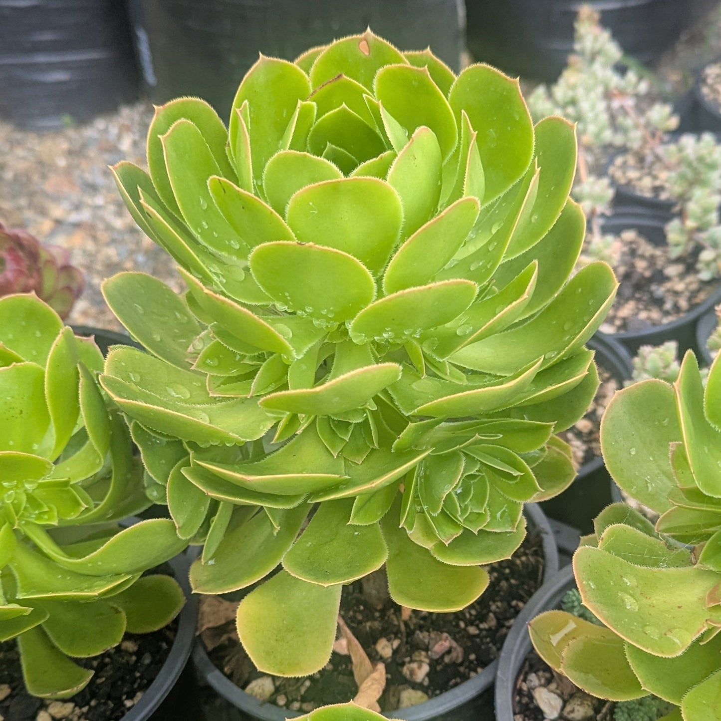 Aeonium Subplanum