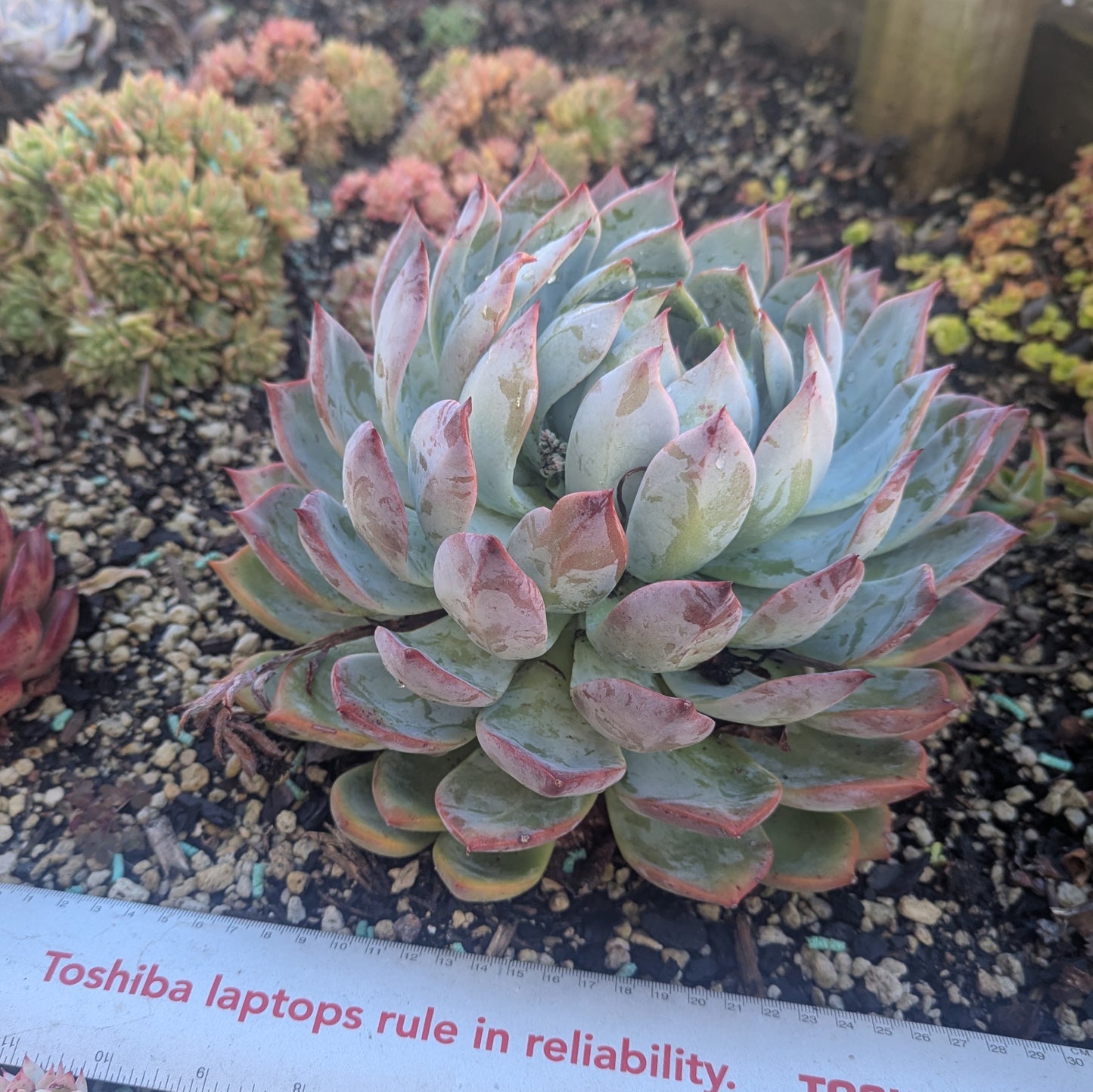 Echeveria Blue Horizon
