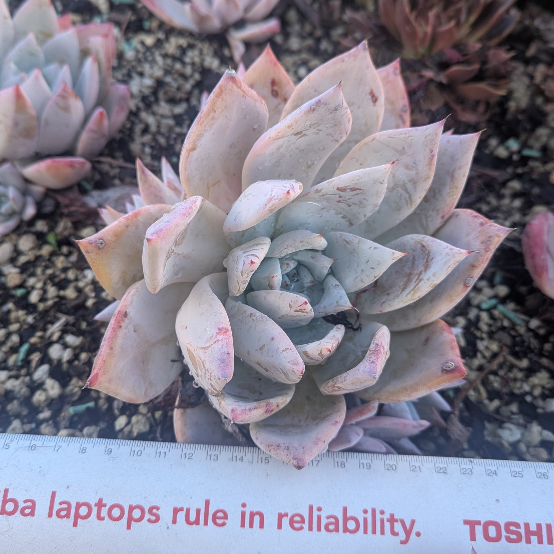 mexican giant succulent Echeveria Colorata
