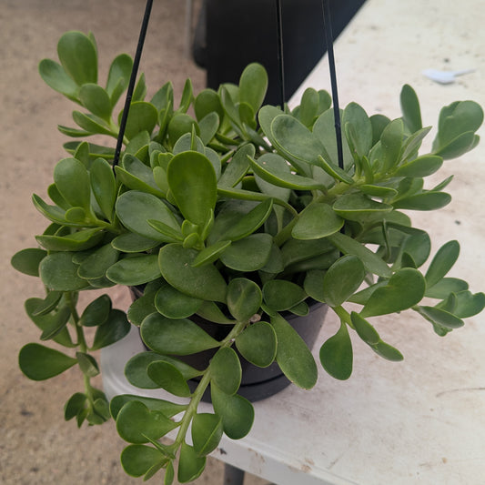 Senecio Jacobsenii | Trailing Jade