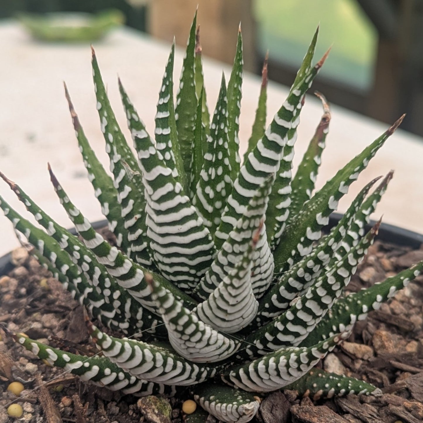 Haworthia Attenuata Fasciata | Zebra Plant