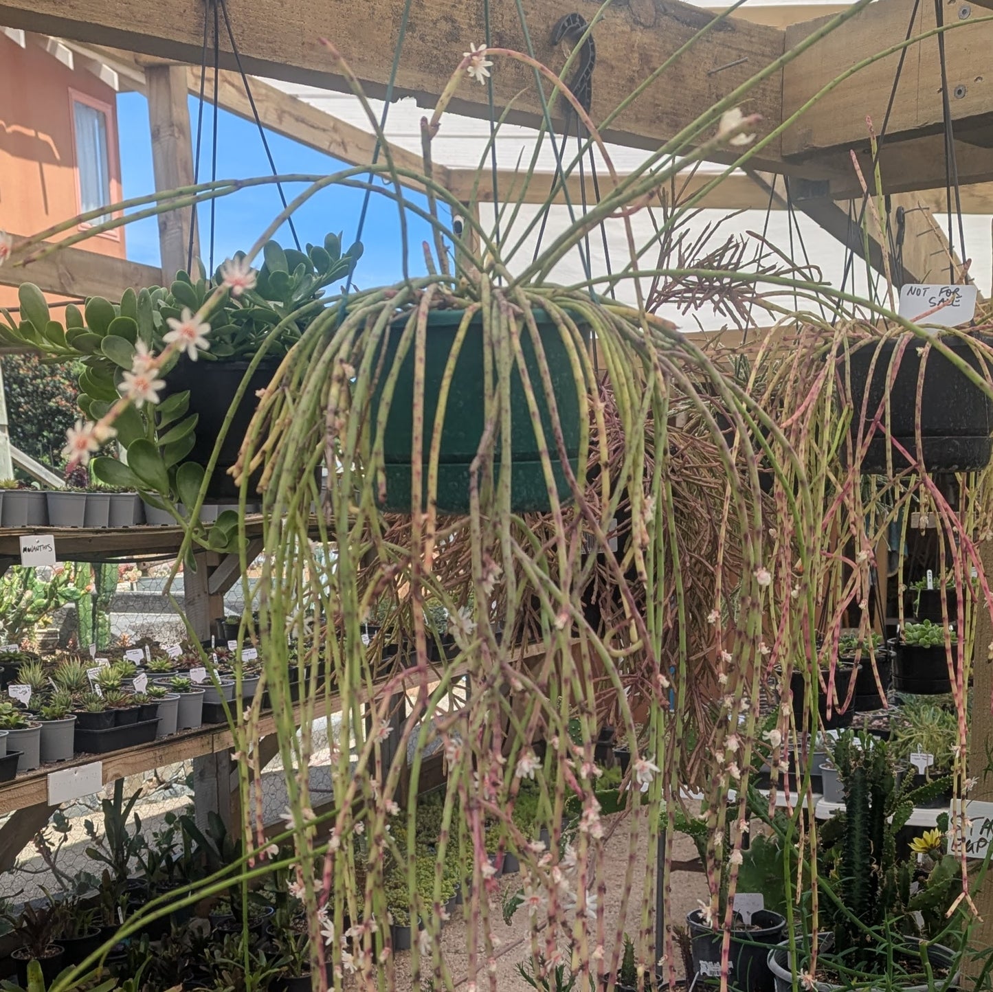 Rhipsalis Baccifera | Spaghetti Cactus