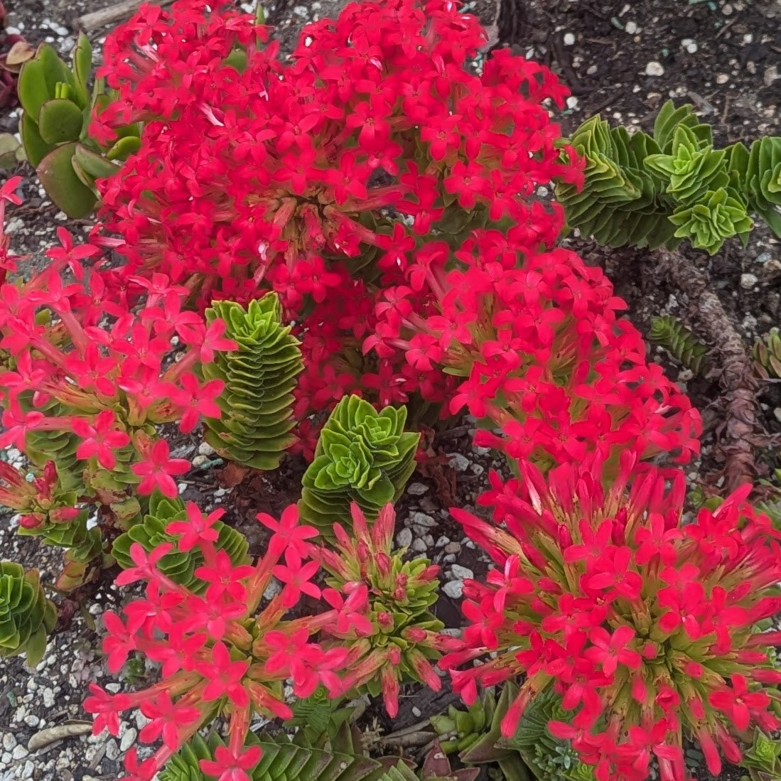 Crassula Coccinea | Red Crassula