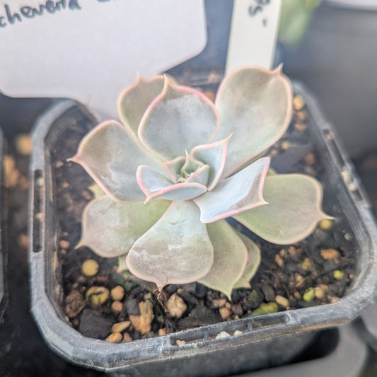 Echeveria Lilacina
