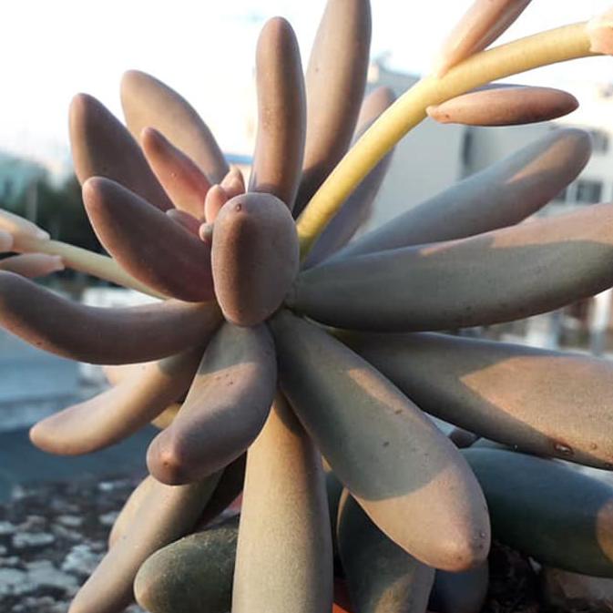 Pachyphytum Fittkaui