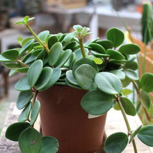 Load image into Gallery viewer, Peperomia Tetraphylla | Peperomia Hope
