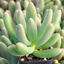 Load image into Gallery viewer, Pachyphytum Fittkaui
