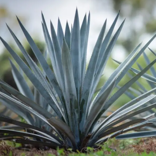 Agave Blue Weber