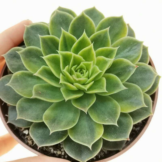 Echeveria Secuda var Byurnesii f. Variegata
