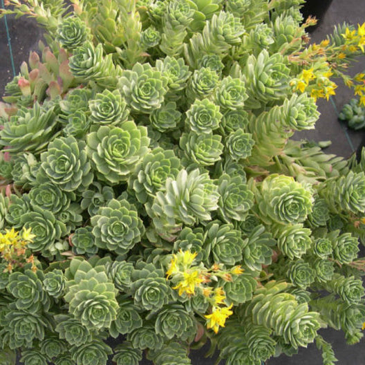 Echeveria Green Rose