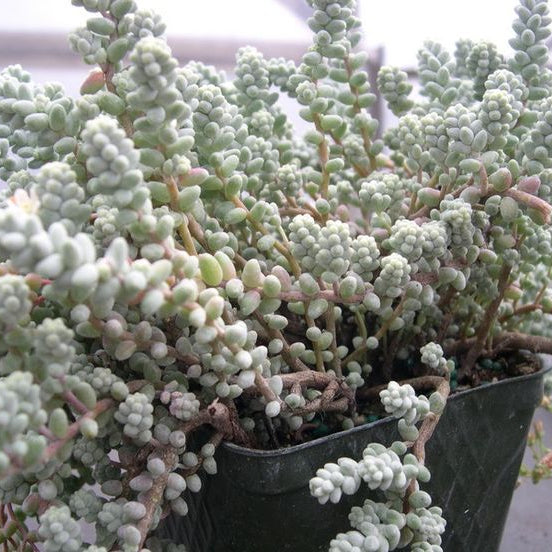Sedum Brevifolium Var. Quinquefarium
