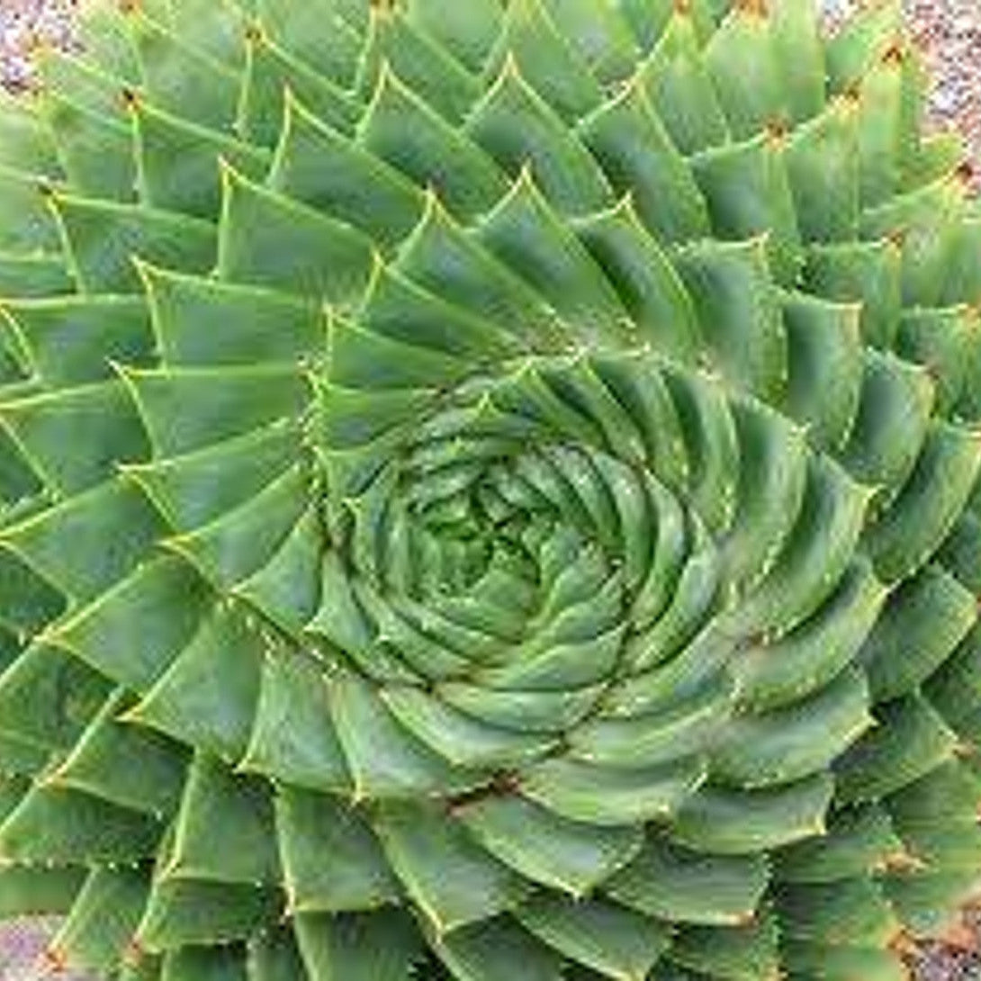 Aloe Polyphylla | Spiral Aloe