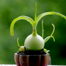 Load image into Gallery viewer, Albuca Bracteata | Pregnant Onion
