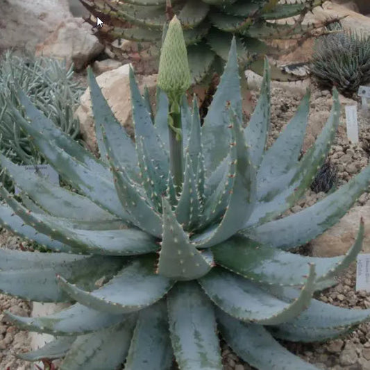 Aloe Peglerae