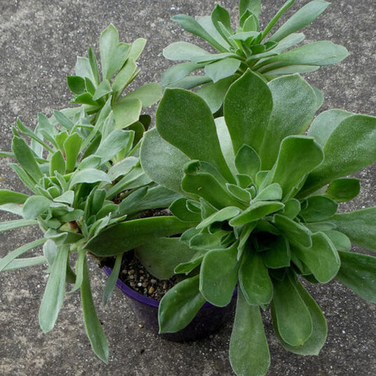 Aeonium Ballerina Reversion