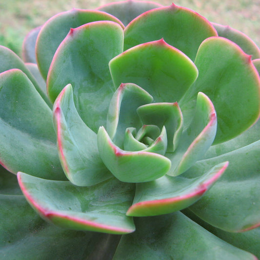 Echeveria Briar Rose
